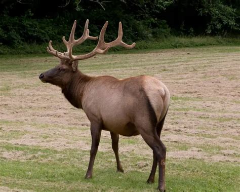 Roosevelt elk - Facts, Diet, Habitat & Pictures on Animalia.bio