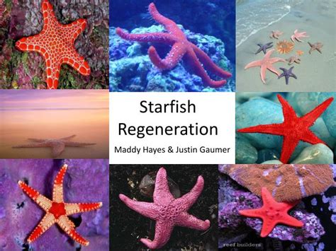 PPT - Starfish Regeneration PowerPoint Presentation, free download - ID:2519334