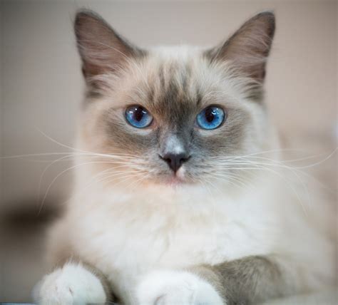 Kitten Ragdoll Cat | donyaye-trade.com