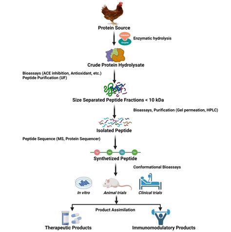 A simplified protocol of spent hen proteins-derived bioactive peptides ...