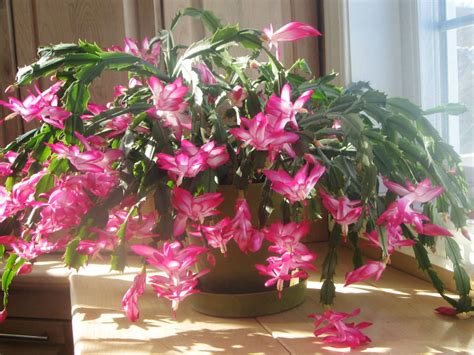 How to Care For and Make a Christmas Cactus Bloom | World of Succulents