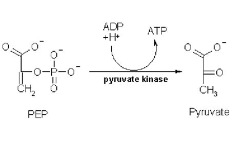 The last step of glycolysis converting phosphoenolpyruvate to ADP ...