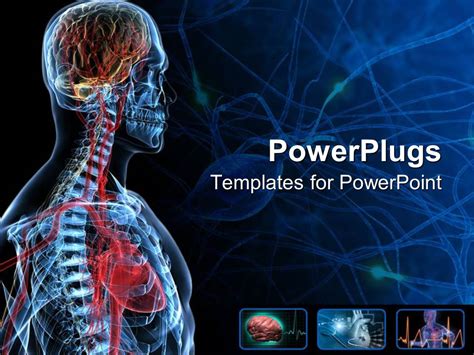 Anatomy Slides Template