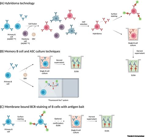 Describe the Clinical Uses of Monoclonal Antibodies