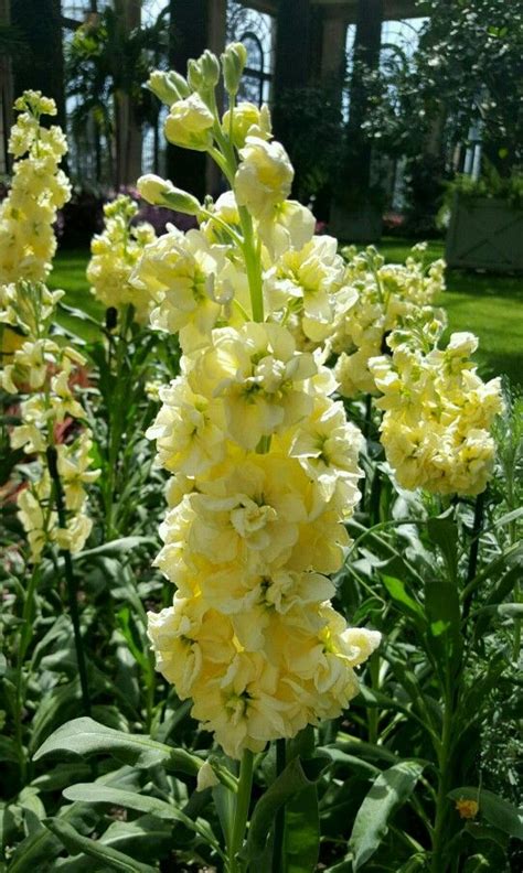 'Katz Yellow' Stock (Matthiola incana) - Beautiful Perennial Flower