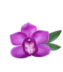 Medium Orchid color hex code is #BA55D3