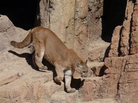 Your Daily Dose of Sabino Canyon: Today in Mountain Lion