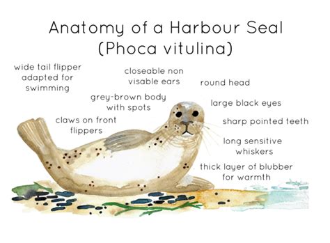 Harbour Seal Anatomy Poster by Teach Simple