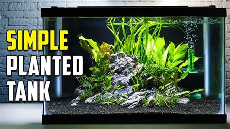 How To Build A Beautiful Planted Tank For Fish (Easy) – HousePetsCare.com