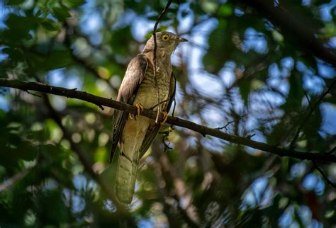 Cuckoo Bird Photos, Download The BEST Free Cuckoo Bird Stock Photos ...