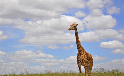 Download Cloud Sky Animal Giraffe HD Wallpaper
