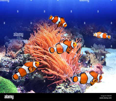 Sea anemone and clown fish in ocean Stock Photo - Alamy