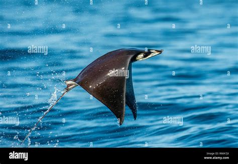 Mobula ray jumping out of the water. Mobula munkiana, known as the manta de monk, Munk's devil ...