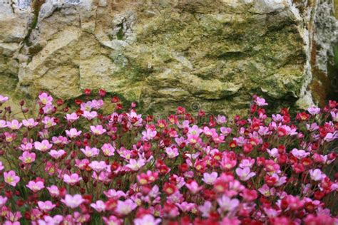 Garden Flowers and Stones. Saxifrage Pink Stock Photo - Image of author, alpine: 120330536