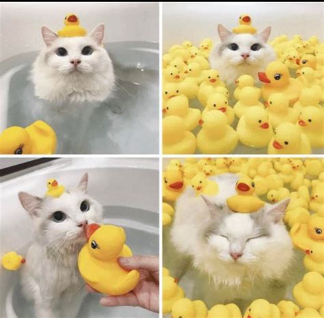 Its a duck cat : r/MadeMeSmile