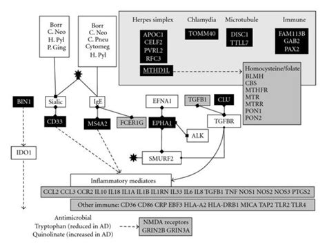 Immune-related genes: Alzheimer’s disease susceptibility genes returned... | Download Scientific ...