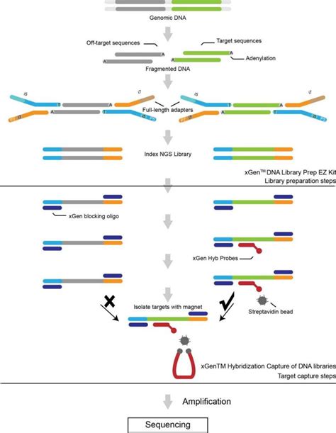 Human Whole Exome Sequencing