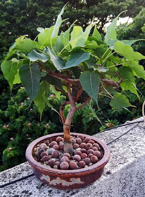 Stock Pictures: Peepal or Fig Bonsai