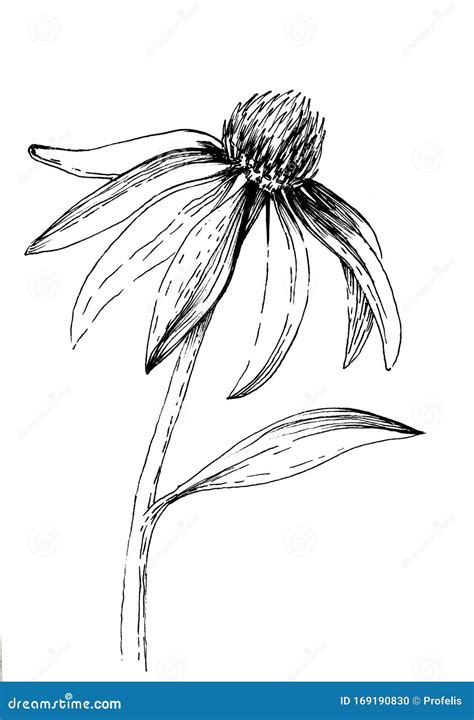 Echinacea Plant Drawing