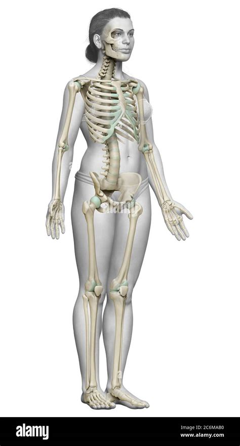 3d rendered, medically accurate illustration of a female skeleton system Stock Photo - Alamy