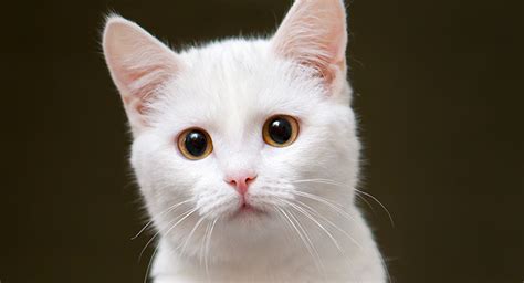 White cat breeds with pictures 289041-Gray and white cat breeds with ...