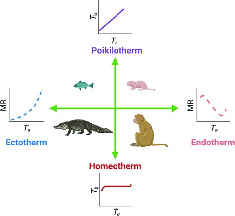 Thermoregulatory terms explained. Here, antonyms are shown opposite to ...