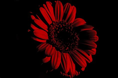 Red Flower Black Background (51+ pictures)