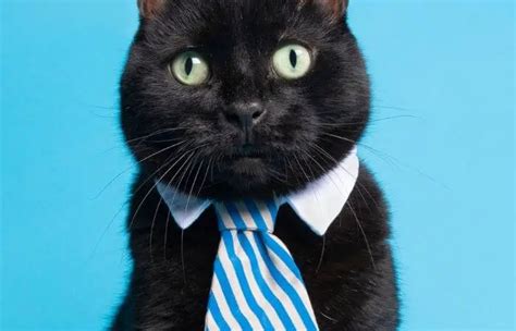 Do Cats Like Wearing Clothes? - Tuxedo Cat