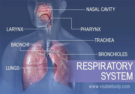 The major structures in the respiratory system include the nasal cavity ...