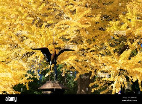 Hibiya park autumn leaves Stock Photo - Alamy