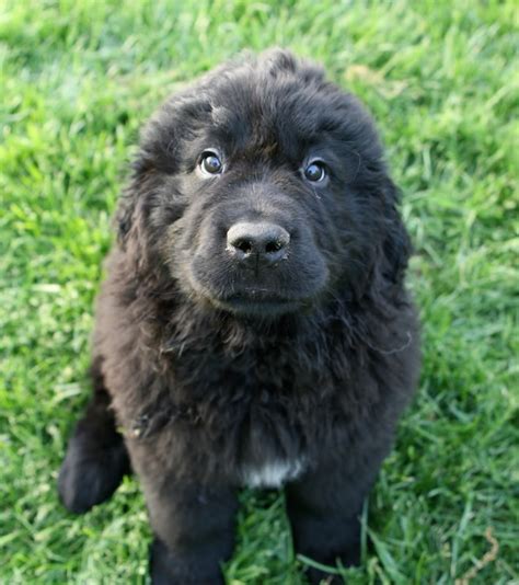 Baby Newfoundland. I am in love