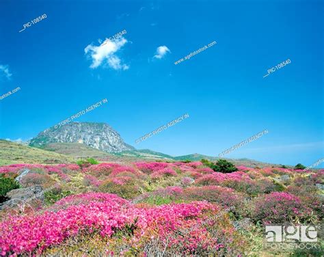 Mt. Hallasan National Park, Jeju Island, Korea, Stock Photo, Picture And Rights Managed Image ...
