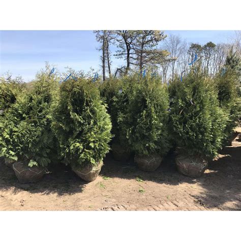 Buy Thuja Nigra Online | Bay Gardens Online Nursery