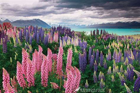 New Zealand Spring Wallpapers - Top Free New Zealand Spring Backgrounds ...