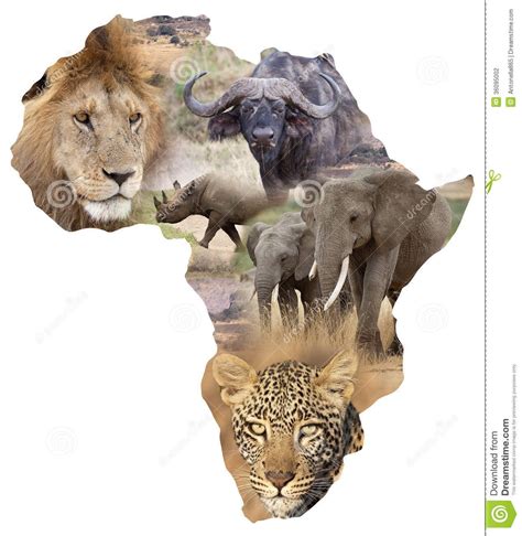 Big Five Animals Images