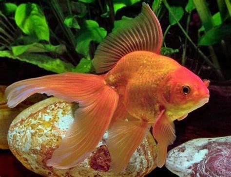 Fancy Red Fantail Goldfish | Arizona Aquatic Gardens