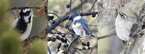 Christmas Bird Count 2022 – Sunriver Nature Center & Observatory