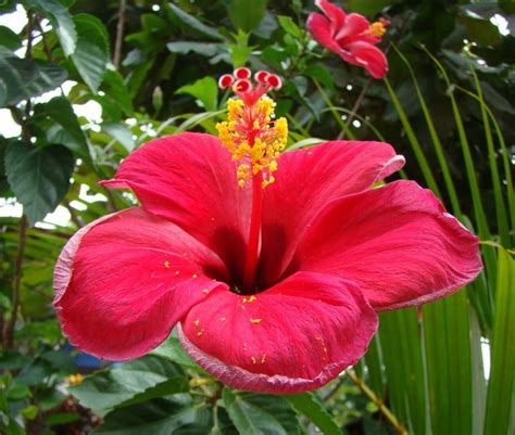 Amapola flower PR | Flowers, Hibiscus, Beautiful flowers