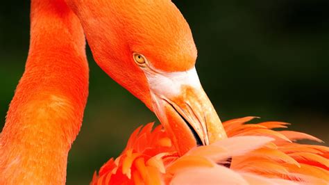 Flamingo preening its feathers wallpapers and images - wallpapers, pictures, photos