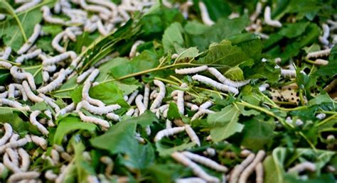 Silkworm factory aims to revive Japan's sericulture | Morning Ag Clips