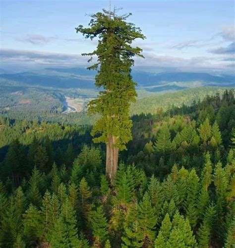 Hyperion, the world's tallest tree at 379.7 feet (115.61 meters) Redwood National Park ...