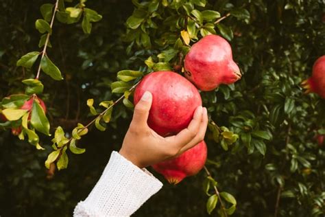 How to Grow a Pomegranate Tree: The Complete Guide - Minneopa Orchards