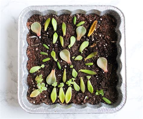 How to Propagate & Grow Succulents From Leaves : 8 Steps (with Pictures) - Instructables