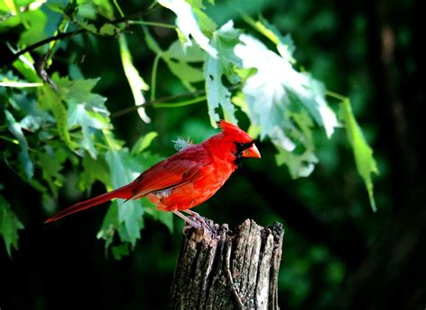 Cardinal Male Red Bird · Free photo on Pixabay