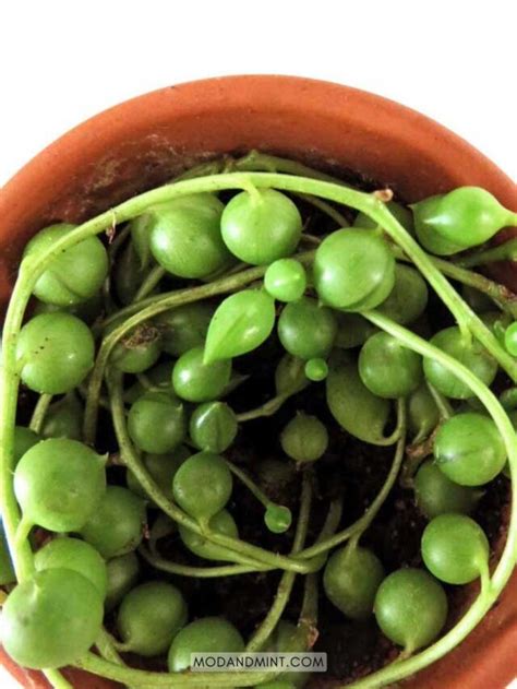 How to Propagate String of Pearls (Senecio rowleyanus)