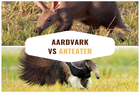 Aardvark vs Anteater: Difference Between Them & How They’re the Same