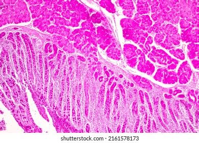 Tissue Stomach Human Under Microscope Lab Stock Photo 2161578173 ...