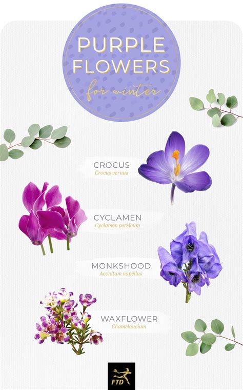 50 Types of Purple Flowers - FTD.com | Types of purple flowers, Purple ...