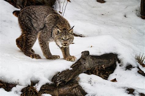 Canadian Lynx in Snow Photograph by Janet Ballard