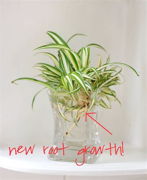 thursday morning: spider plant propagation | Spider plant propagation ...